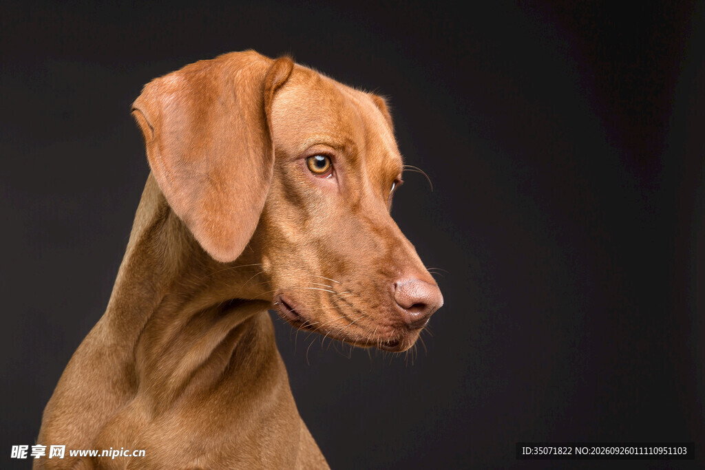 维兹拉犬侧脸肖像