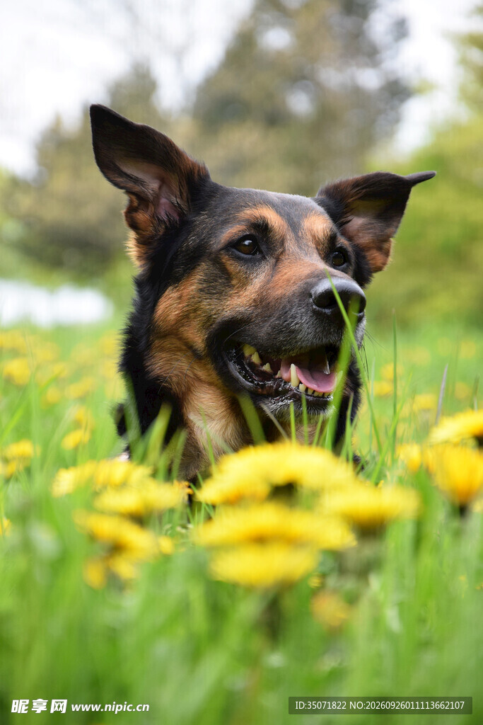 花丛中的德国牧羊犬