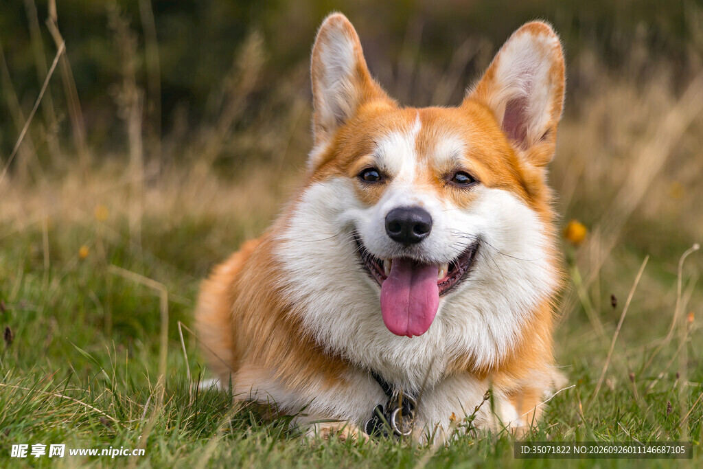 草地上微笑的柯基犬