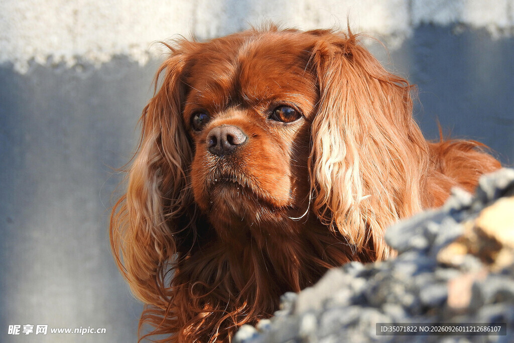 可爱棕色宠物犬肖像