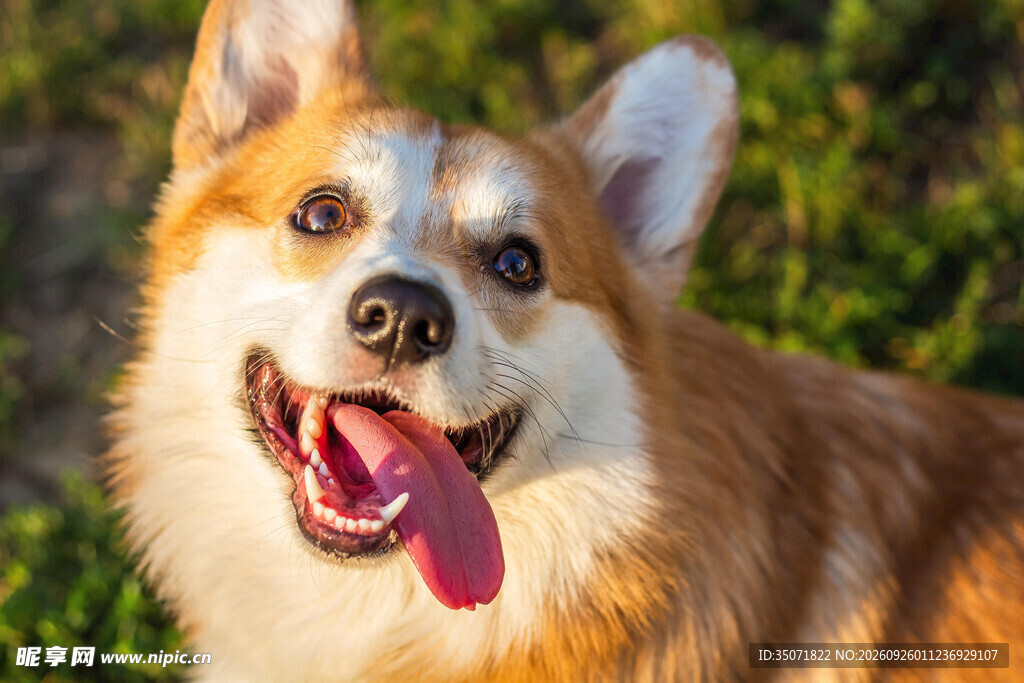 开心微笑的柯基犬