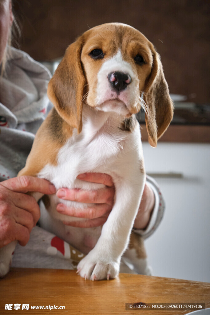可爱比格幼犬