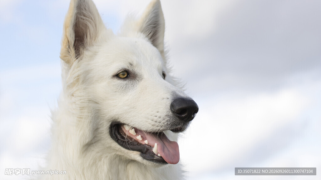 白色牧羊犬户外特写