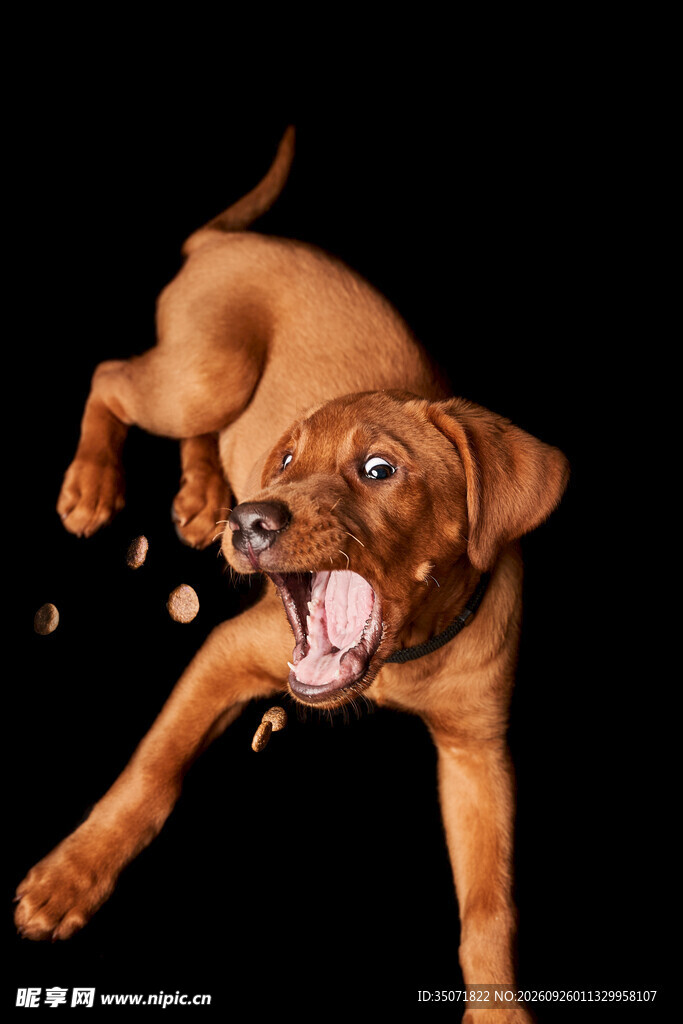 跃起接食的宠物犬