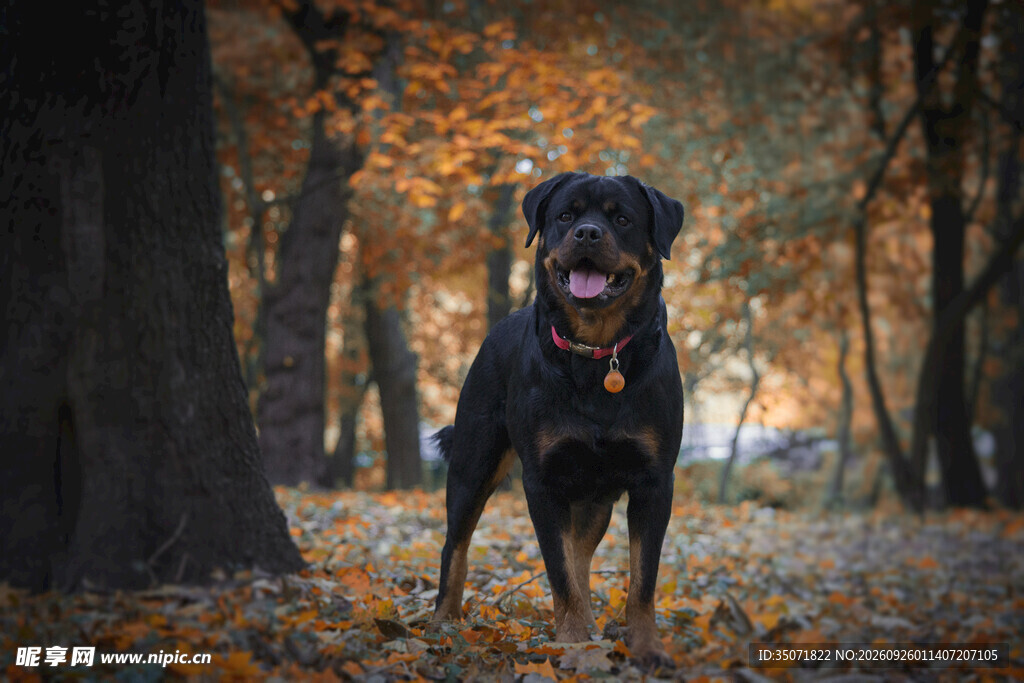 秋日林间的罗威纳犬