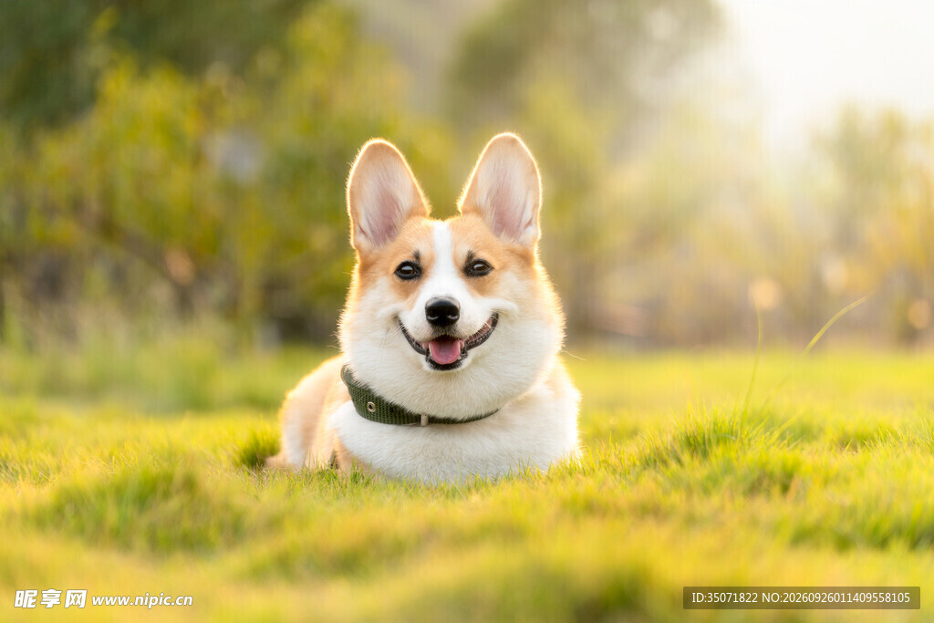 草坪上微笑的柯基犬
