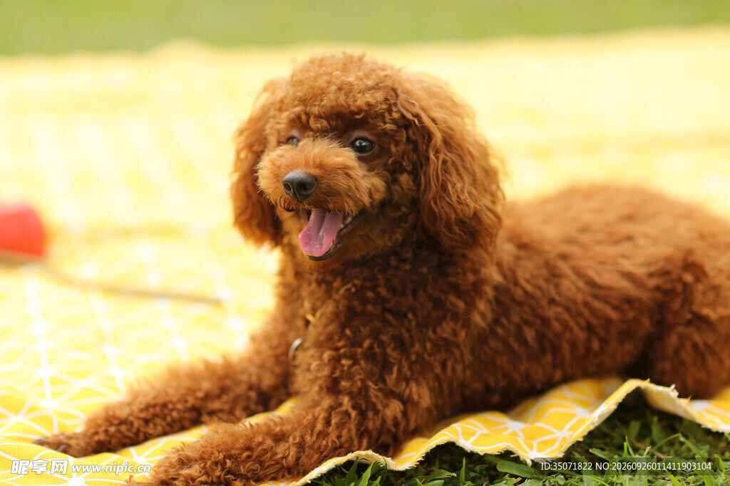 户外趴卧的棕色泰迪犬