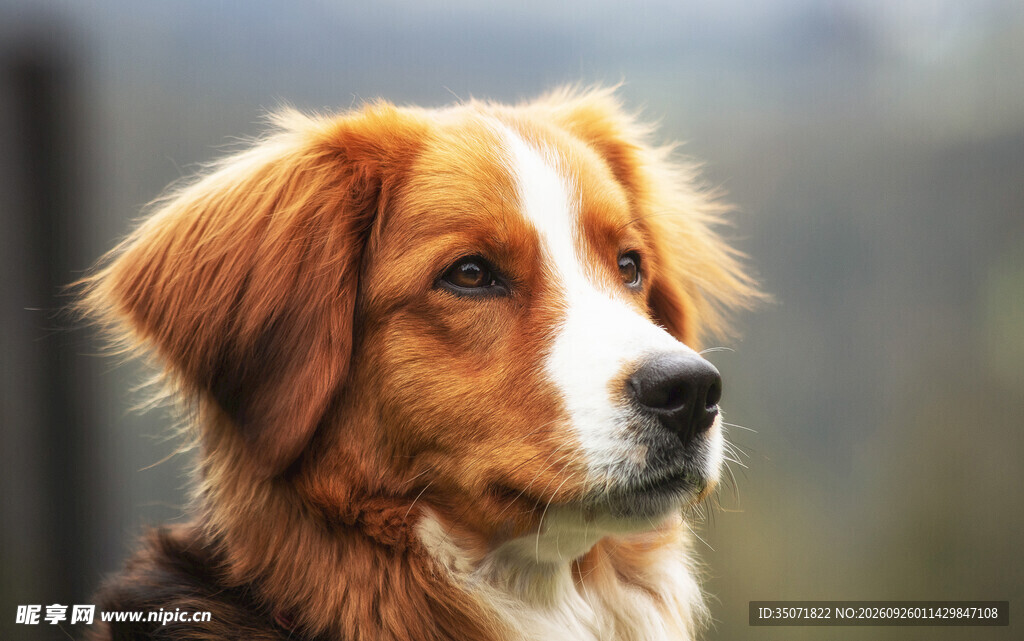 温顺金毛犬侧脸特写