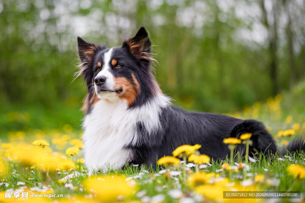 花丛中的牧羊犬