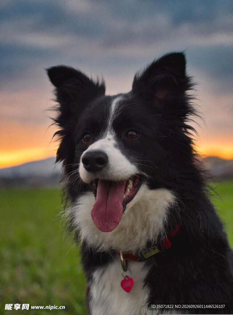 夕阳下的边牧