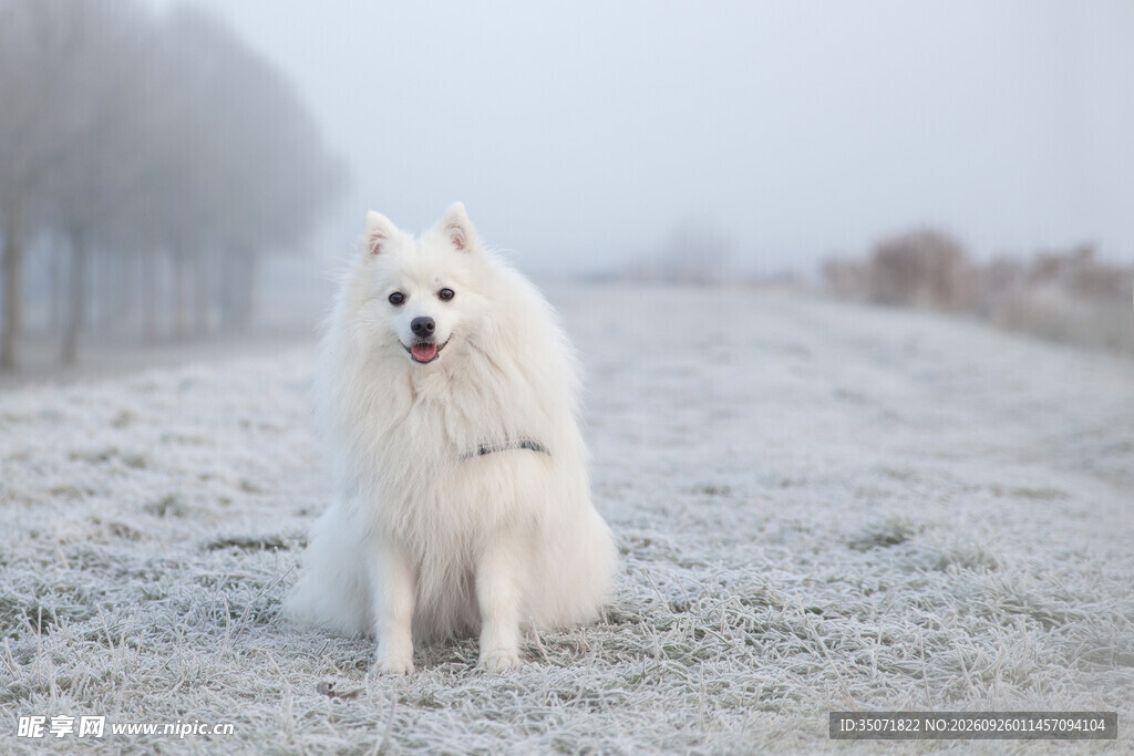 雪地中的萨摩耶