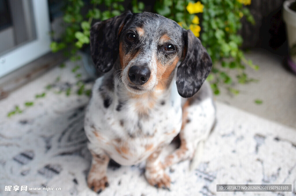 可爱花斑腊肠犬