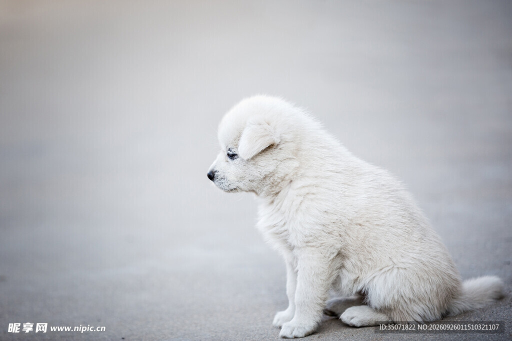 可爱白色幼犬