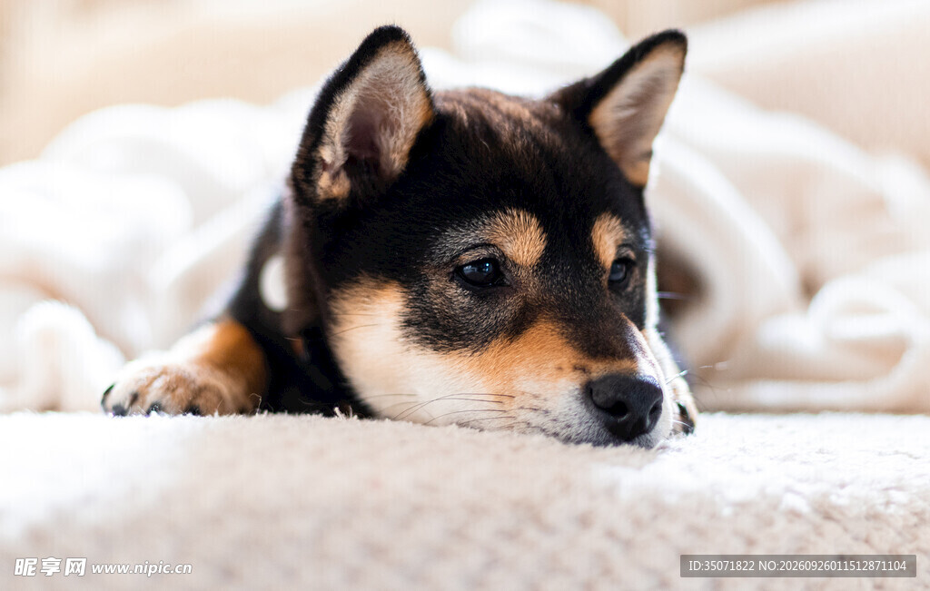 床上慵懒的可爱柴犬