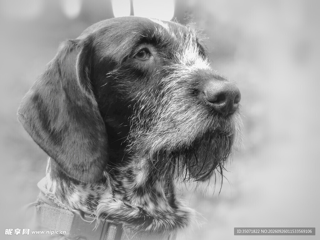 黑白素描猎犬头像
