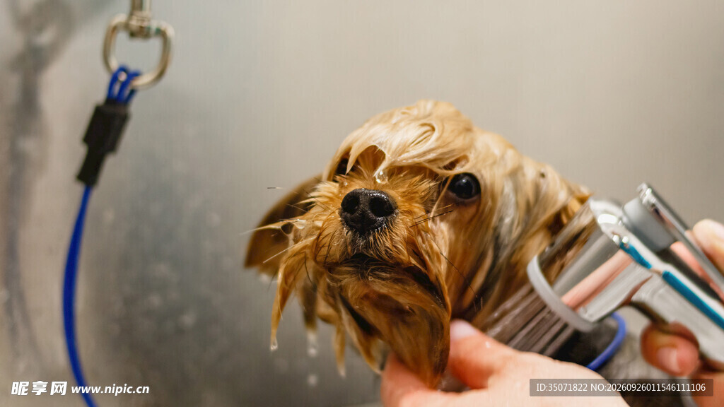 给约克夏犬梳毛美容