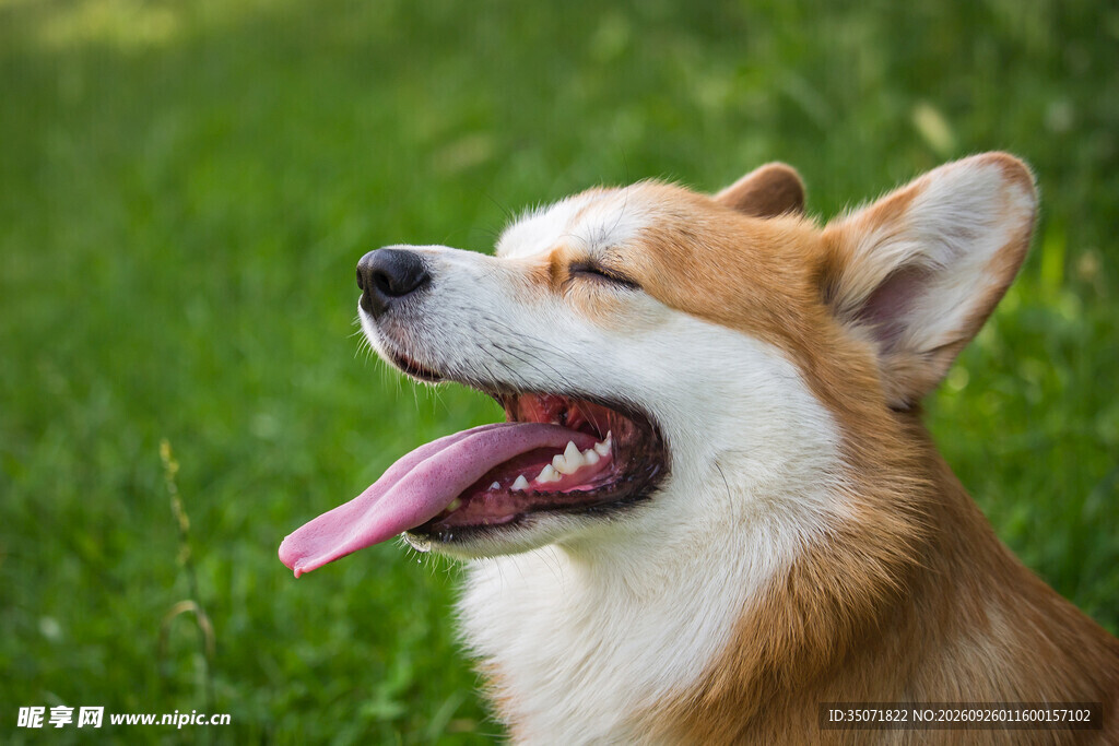 开心吐舌的柯基犬