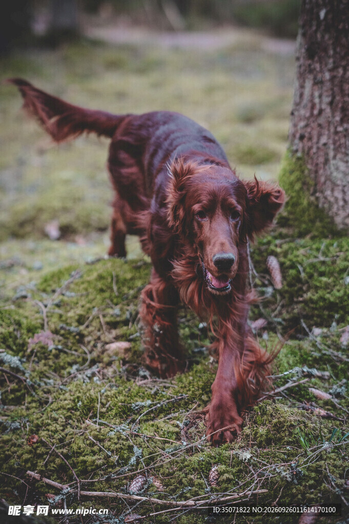草坪上行走的红毛猎犬