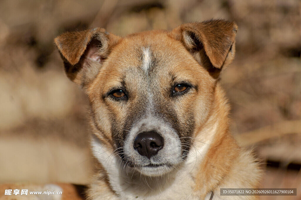 中华田园犬特写