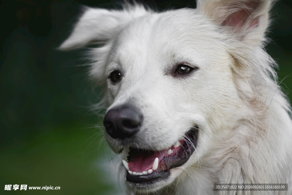 开心的白色宠物犬