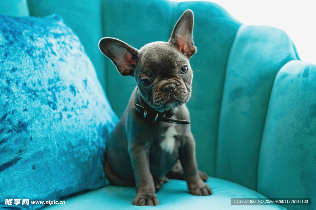 沙发上的法斗幼犬