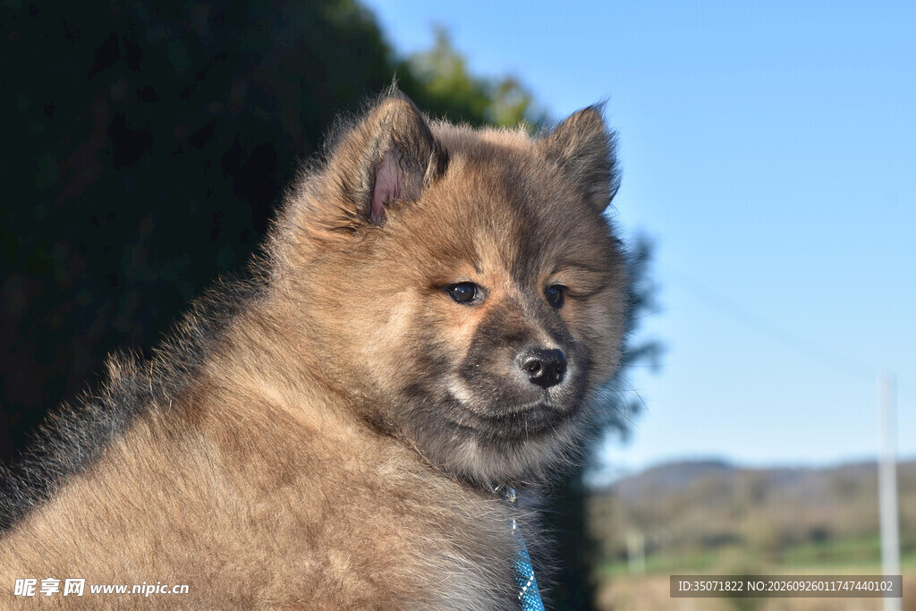 户外可爱松狮幼犬