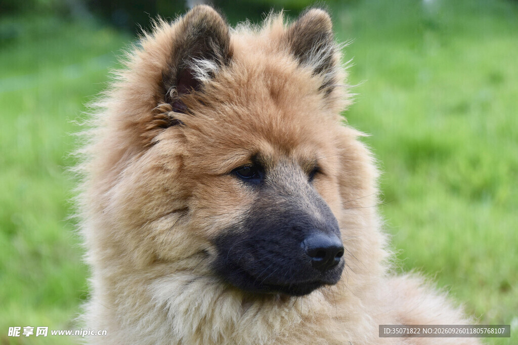 户外浅棕宠物犬特写