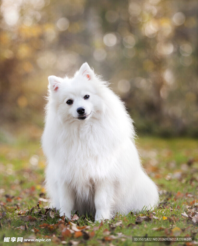 秋日户外的萨摩耶犬