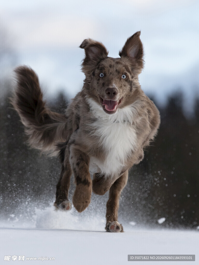 雪地奔跑的宠物犬