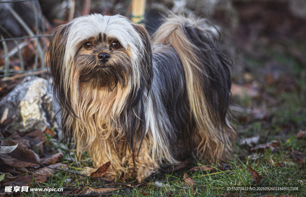 户外长毛西施犬