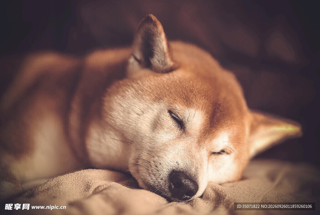 熟睡的可爱柴犬