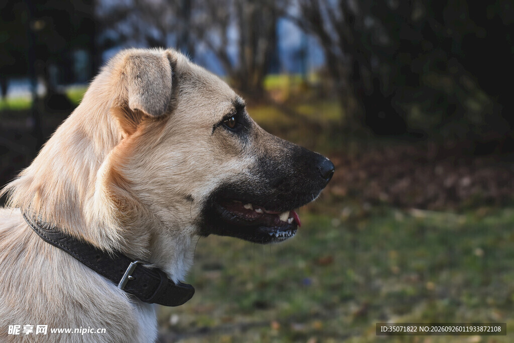 户外浅黄宠物犬