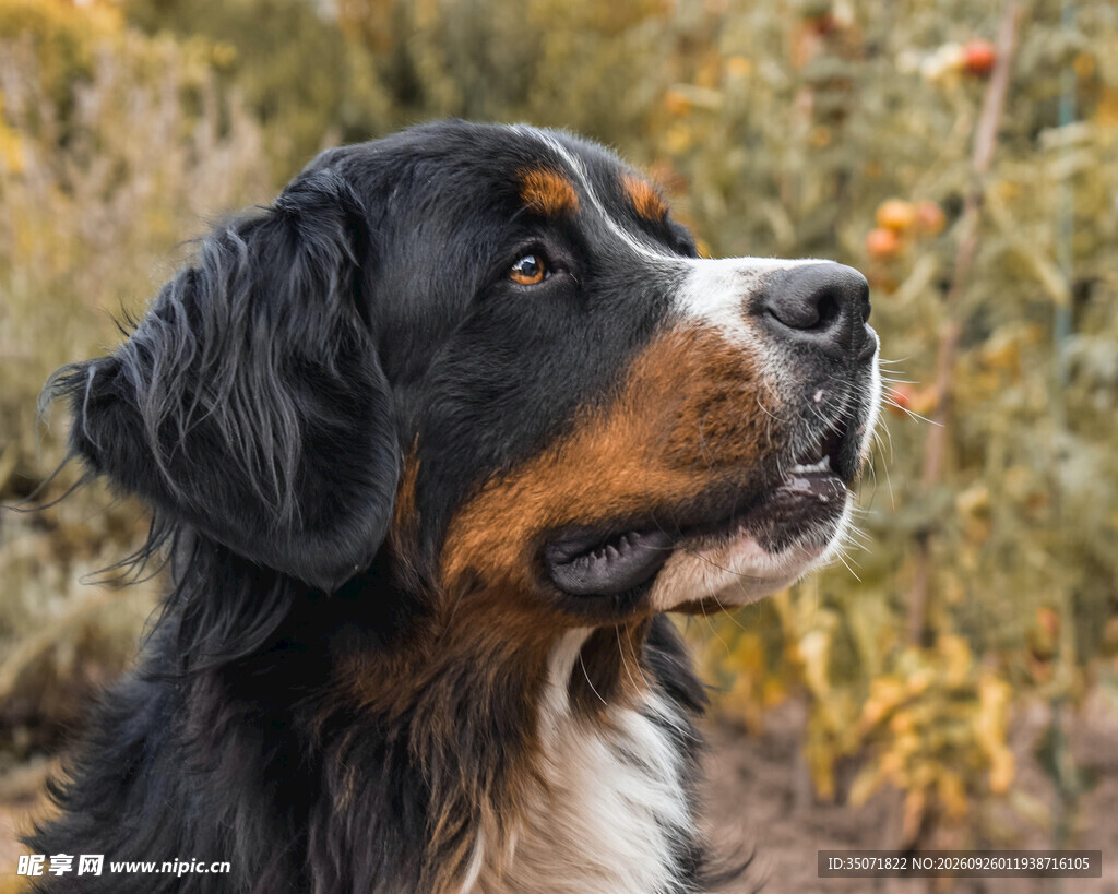 伯恩山犬户外特写