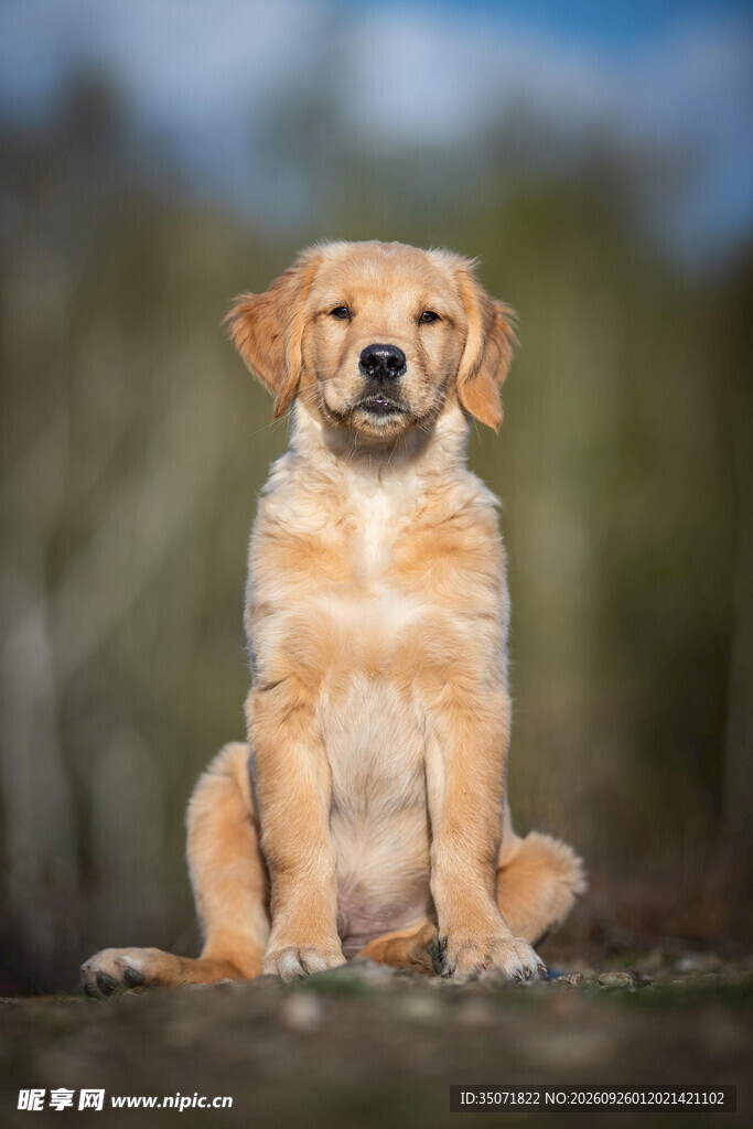 户外端坐的金毛幼犬
