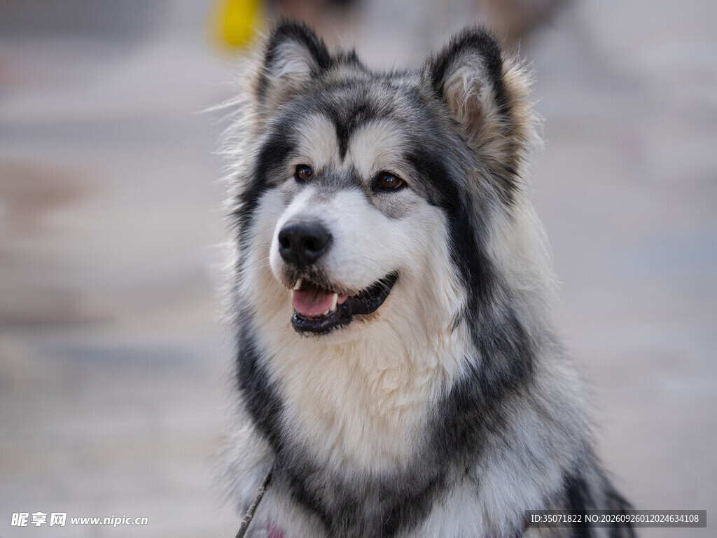 微笑的阿拉斯加犬
