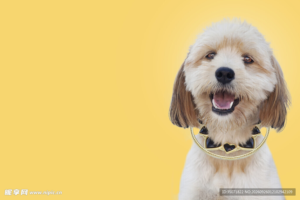 开心微笑的泰迪犬