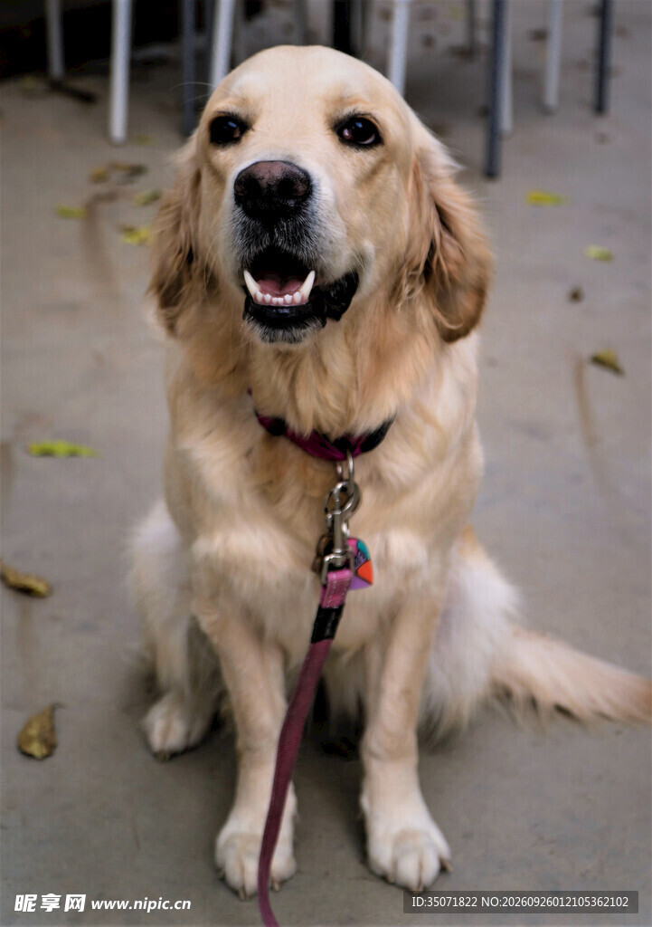 开心微笑的金毛犬