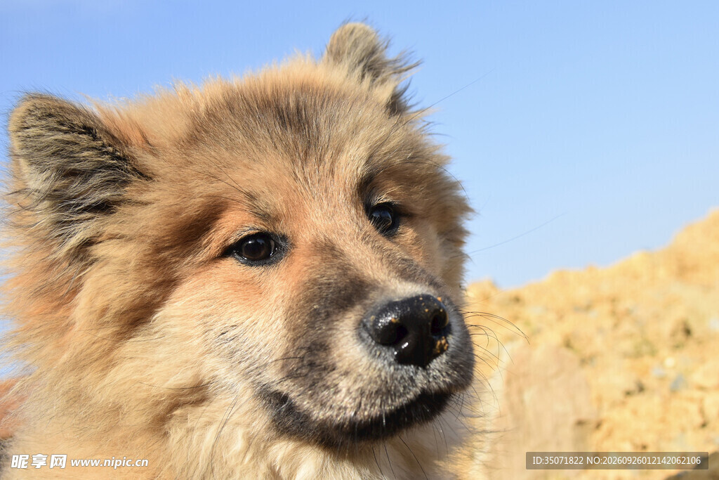 户外松狮犬头部特写