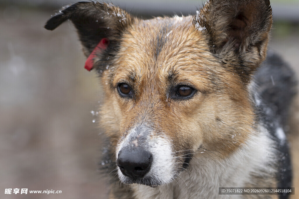 雨中柯基犬特写