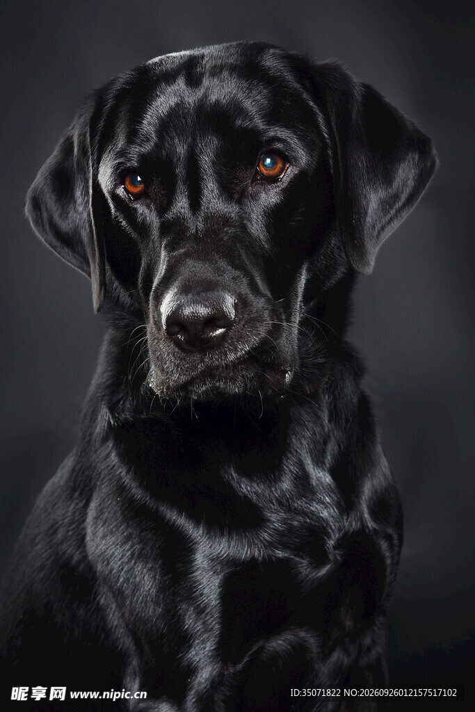 黑色拉布拉多犬肖像