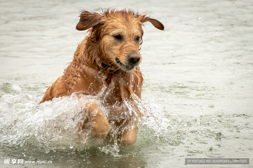 水中奔跑的金毛犬