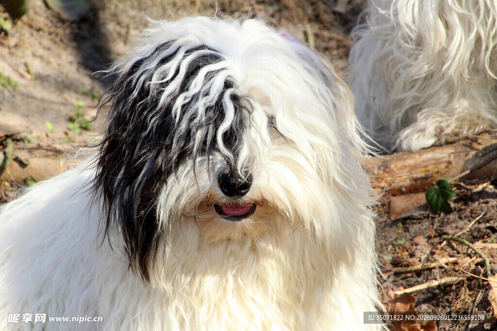 可爱长毛宠物犬户外特写
