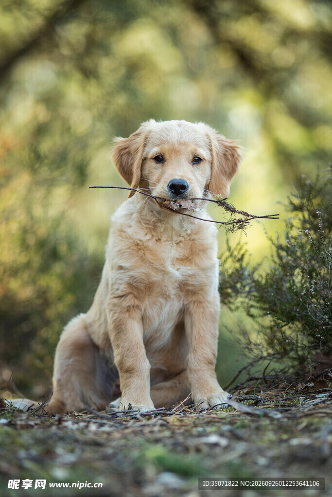 叼树枝的金毛幼犬