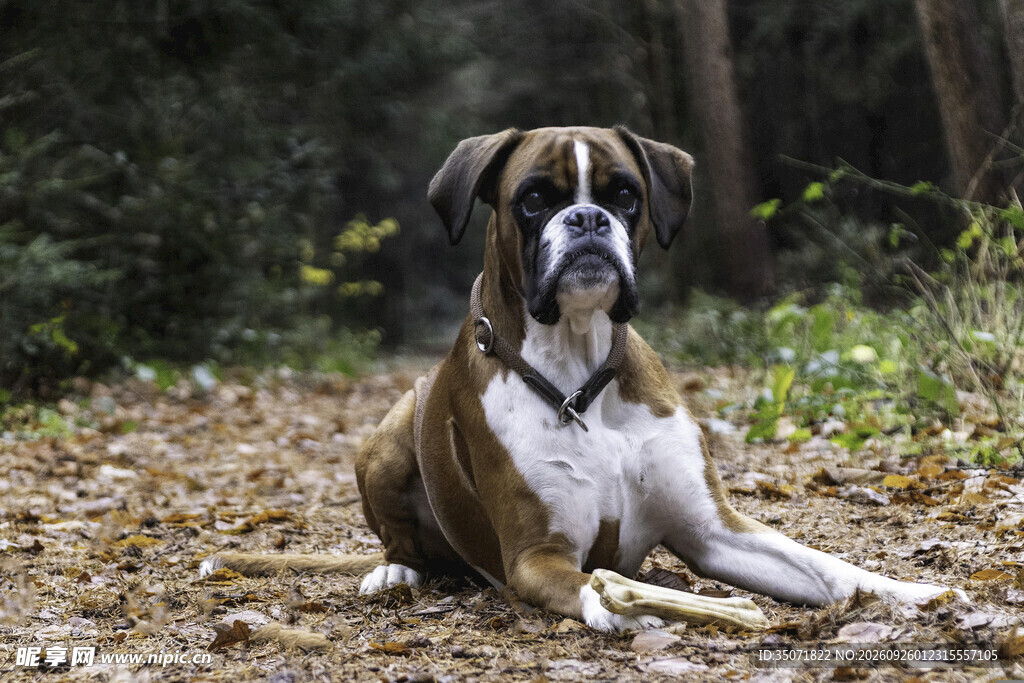 林间休憩的拳师犬