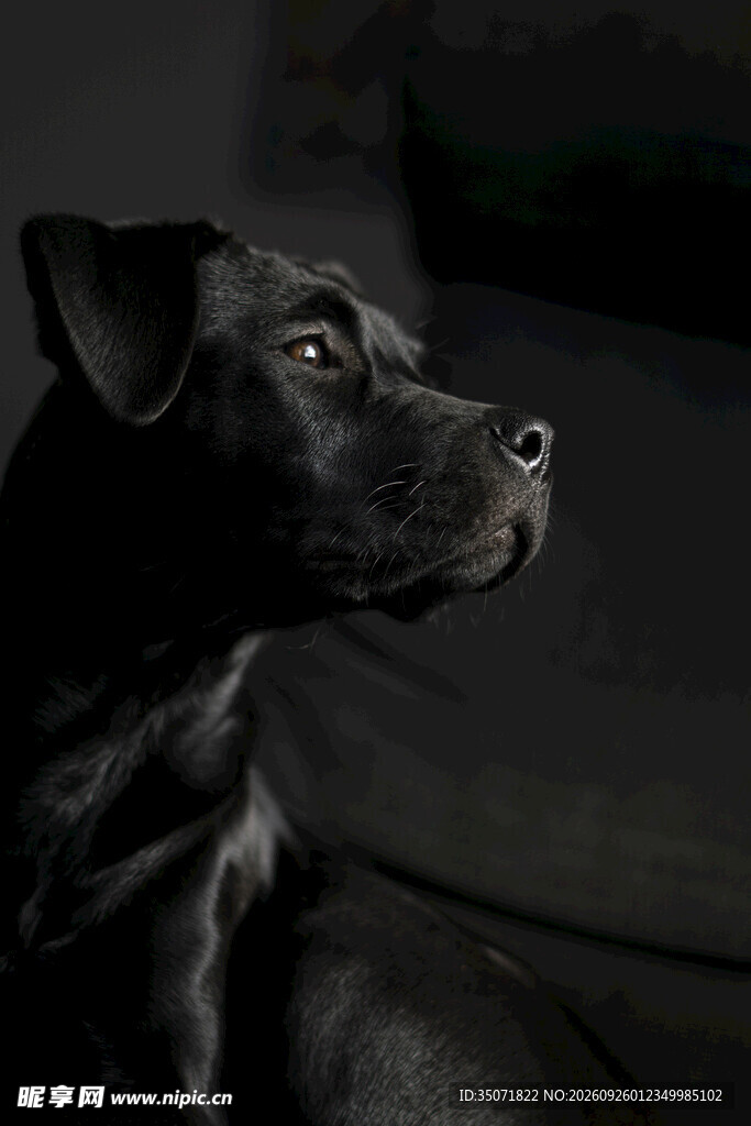 侧望的黑色宠物犬