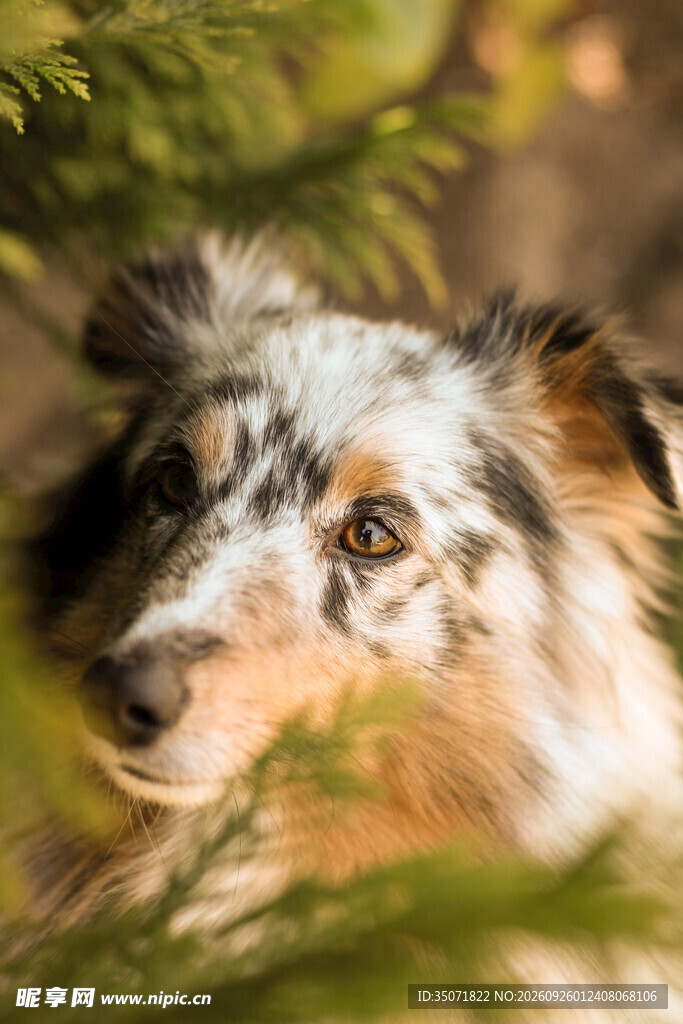林间牧羊犬头部特写