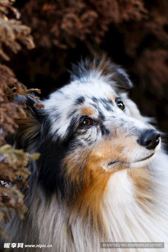陨石色牧羊犬头部特写