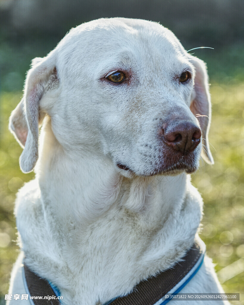 户外白犬户外特写