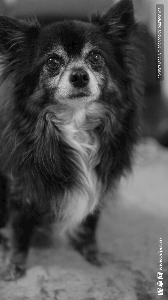 仰头嚎叫的长毛犬