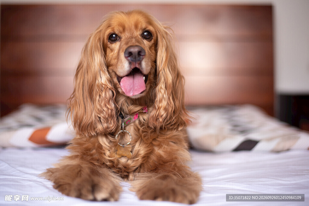 床上的可爱可卡犬